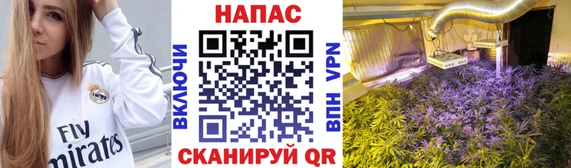 Каннабис сатива  Купить  Заринск 